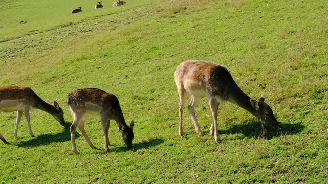 Beautiful young fallow deer walks alone on dry grassy pasture near road side. Jelenov Greben farm provides peaceful natural habitat for wild animals under bright summer sun.