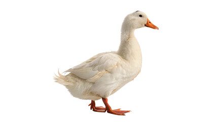 A white domestic goose standing full length isolated on transparent background. © Ramsey