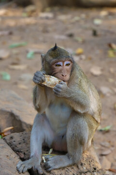 Krong Siem Reap, Cambodia - 04 February 2020: View of a macaque monkey sitting on a stone surface at Angkor Wat, holding and eating a piece of corn.