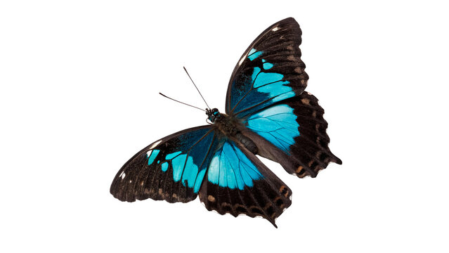 Exotic blue morpho butterfly with open wings isolated on transparent background.