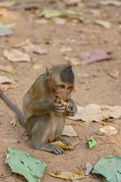 Krong Siem Reap, Cambodia - 04 February 2020: View of a small monkey eating on the ground near the historic Angkor Wat temple complex.