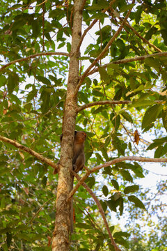 Krong Siem Reap, Cambodia - 04 February 2020: View of a macaque monkey perched on a tree trunk within the lush forest surroundings of the Angkor Wat temple complex.
