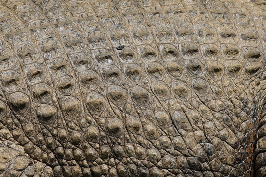 Close-up the texture of crocodile back skin, a Crocodile skin pattern