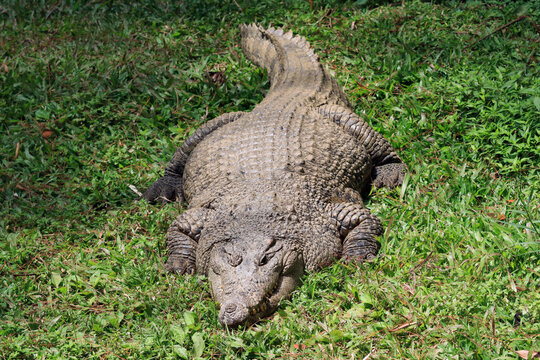 a female crocodile sunbathing on grass,  a Crocodile on sunbathing ground