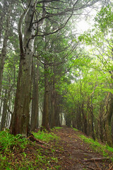 Obraz premium 伊豆半島 伊豆山稜線歩道の伽藍山付近 夏の森を歩く登山道 