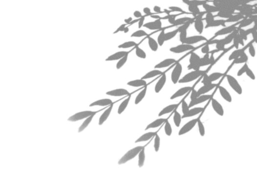 olive branch eucalyptus hanging twigs leaves border botanical shadow overlay isolated transparent mockup mediterranean organic aesthetic sunlight backdrop