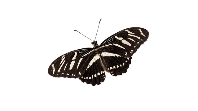 A black and white zebra longwing butterfly isolated on transparent background.