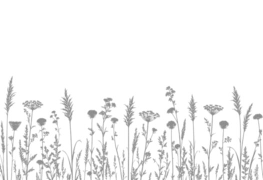 field grass dandelion wildflowers herbal border plants prairie shadow overlay isolated transparent mockup organic summer aesthetic sunshine texture