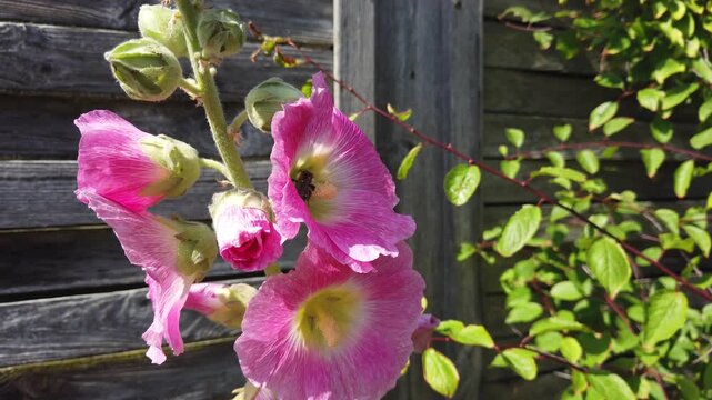 Pink hollyhock flower blossoms with bee in the garden