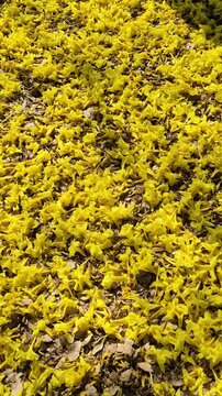 Ch&atilde;o coberto de flores amarelas de ipe com suas p&eacute;talas balan&ccedil;ando delicadamente com a brisa fresca da manh&atilde;.