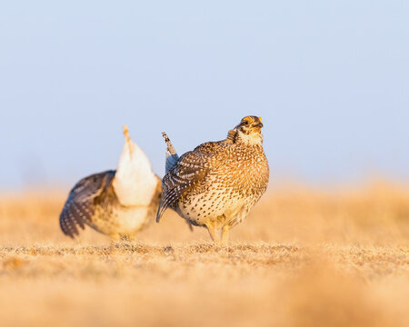Sharp-tailed Grouse get ready to square-off on the Wyoming prairie.