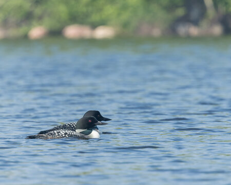 A pair of Common Loons swim together in northern Saskatchewan.