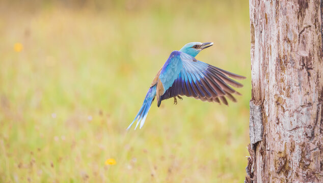 european roller in flight