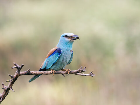 european roller with bug on a branch