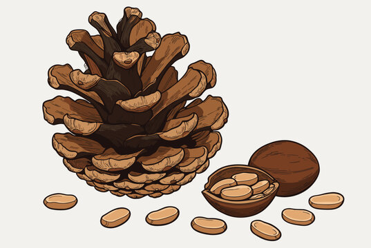 Detailed hand drawn engraving of a large pine cone with scattered edible pine nuts and a split shell in vintage style.