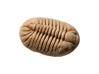 Naklejka premium Ancient fossilized trilobite in stone isolated on transparent or white background, png