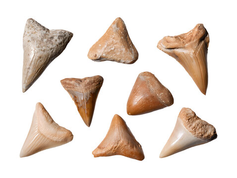 Collection set of ancient shark teeth fossils isolated on transparent or white background, png