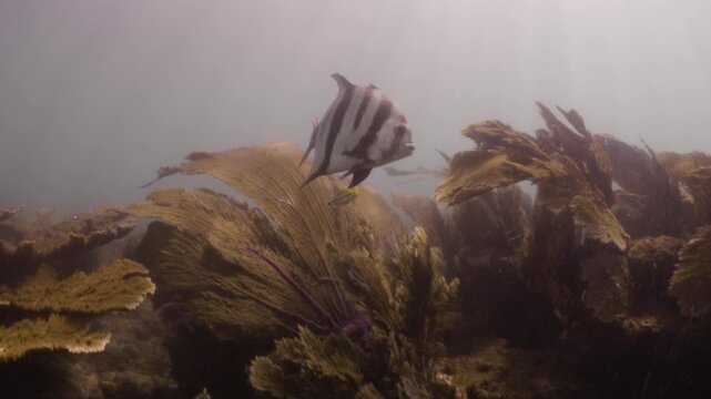 Atlantic Spadefish Swimming Over a Coral Reef in Tela Honduras