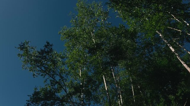 Looking Up at Deep Green Trees Against a Deep Blue Sky

