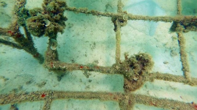 Coral Restoration Frame Colonized by Foliose Coral, Indonesia