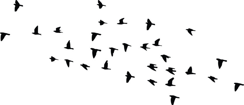 Spread Flock of Flying Birds Silhouette Vector