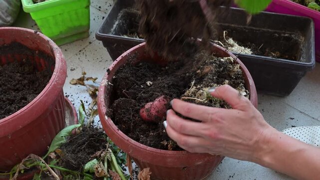 Woman harvesting potatoes in pots on balcony. Urban gardening concept with homegrown potatoes in containers.