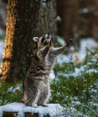 Wild raccoon Procyon lotor standing on a snow covered tree stump in a winter forest looking aside. © Rudolf