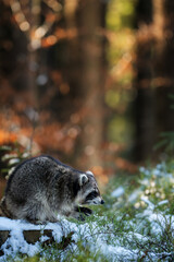 Wild raccoon Procyon lotor standing on a snow covered tree stump in a winter forest looking aside. © Rudolf