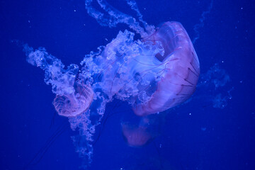 Large jellyfish with flowing tentacles glowing in blue aquarium water. © Anna Baranova