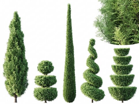 Collection of green topiary trees and bushes with different trimmed decorative shapes including spiral and cone, isolated on a white background.