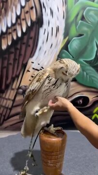 Great horned owl perched on a wooden stand spreading its majestic wings in this interactive wildlife training motion video clip