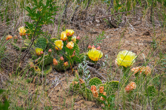 Cluster of Plains Prickly Pear Cactus (Opuntia polyacantha) blooming among dry grass and sandy soil in Douglas Provincial Park, Canada