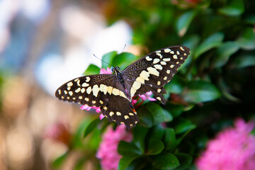 la ballade d'un papillon dans les fleurs  © YEMPABOU