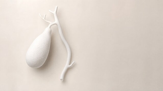 Matte white porcelain anatomical model showing external view of the human gallbladder on ivory pedestal