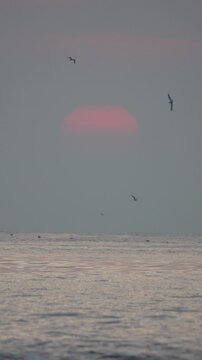 Sun, seagulls, sunset over hazy ocean horizon at dusk.