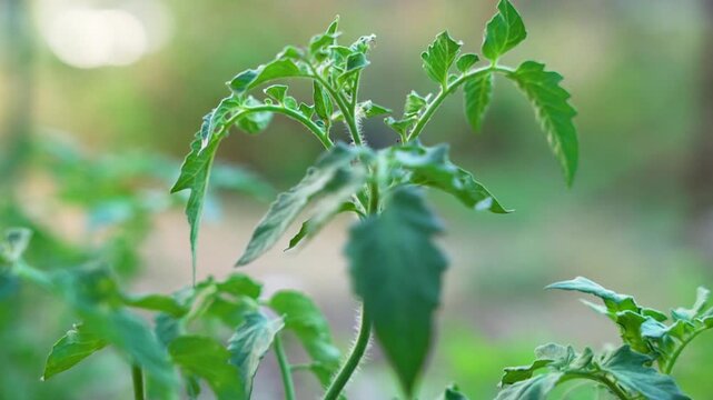 Tomato Plant Top Shoot Growing in Organic Vegetable Garden Bed