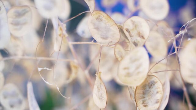 Dry Silver Dollar Plant Lunaria Annua Seed Pods in Late Summer Garden