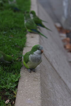 Monk parakeet standing on a concrete edge beside green grass in an urban park. Bright green parrot with gray chest plumage captured in a natural outdoor environment with soft background blur.