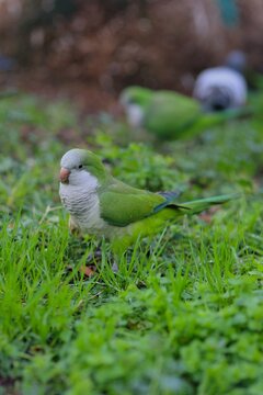 Monk parakeet foraging in fresh green grass in an urban park environment. Colorful parrot with bright green plumage and a distinctive gray chest captured in a natural outdoor setting.