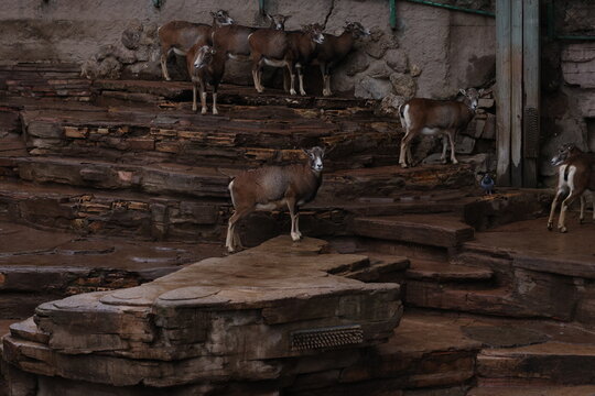 A group of wild mountain sheep standing on layered rocky cliffs in a rugged habitat. Sure footed mammals adapted to steep terrain, creating a striking wildlife and geology scene.
