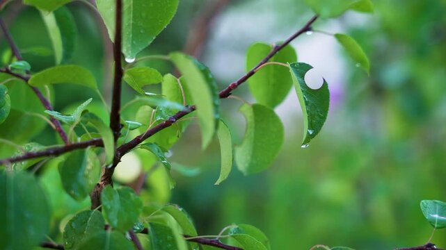 Leafcutter Bee Megachile Damage and Circles on Green Tree Leaves in Organic Garden