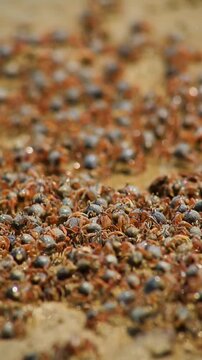 The sand bubbler crab (or sand crab) is a small crab that actively creates small sand balls on sandy beaches during low tide.