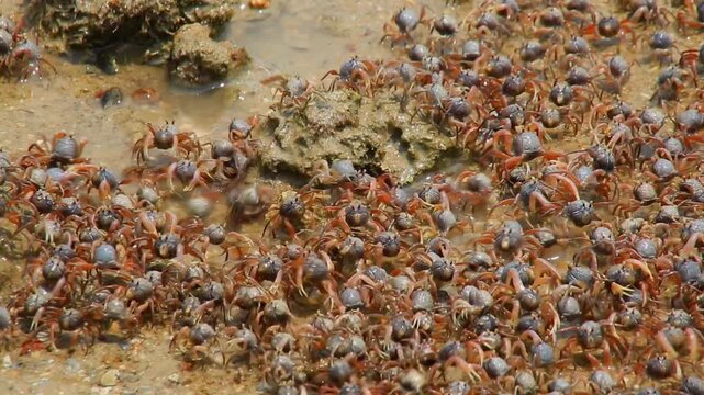 The sand bubbler crab (or sand crab) is a small crab that actively creates small sand balls on sandy beaches during low tide.