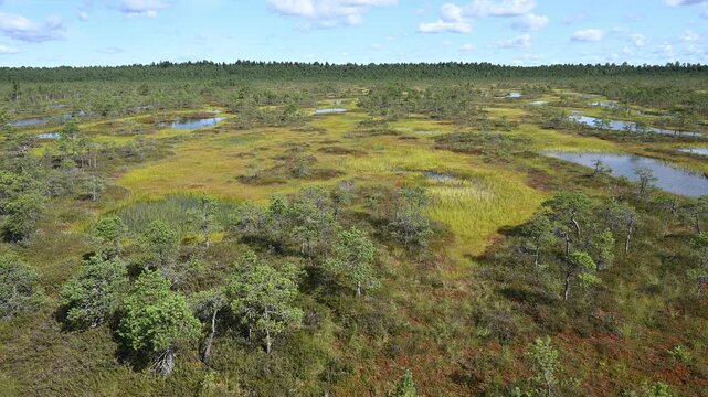 Estonia - M&auml;nnikj&auml;rv hiking trail offers wonderful views of Lake M&auml;nnikj&auml;rv and the bog surrounding it.
