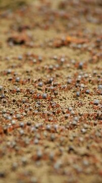 The sand bubbler crab (or sand crab) is a small crab that actively creates small sand balls on sandy beaches during low tide.