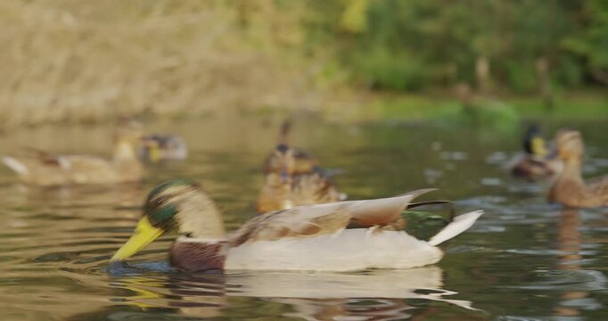 A Serene Gathering of Ducks on Calm Waters: Exploring the Beauty of Avian Life in Their Natural Habitat with Vivid Colors and Playful Interactions