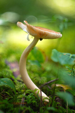 Wild forest mushroom with curved stem growing in green moss.