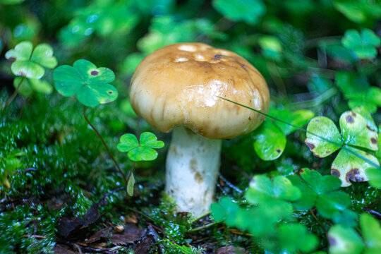 Wild russula mushroom growing among green wood sorrel leaves in moss.