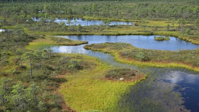 Estonia - M&auml;nnikj&auml;rv hiking trail offers wonderful views of Lake M&auml;nnikj&auml;rv and the bog surrounding it.