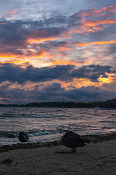 Beautiful dramatic sunset over a wavy lake with wild ducks on the sandy shore.